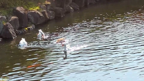 Video of ducks swimming in a pond 動画素材 334323060