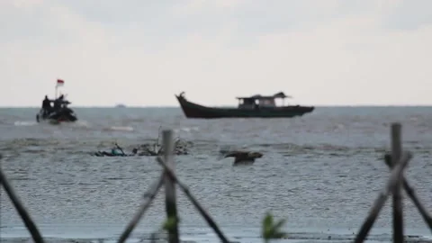 . video of the eagle "bido snake" or Spilornis cheela. Stock Footage 221843727