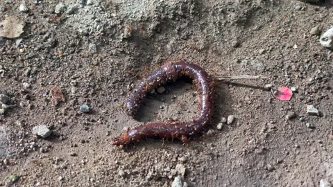 Video earthworm being attacked by red ants on the ground surface Stock Footage 322597595