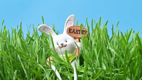 Video of an Easter bunny in green grass Stock Footage 331511823