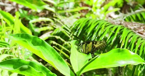 Video of an Eastern Swallowtail butterfly 2 Stock Footage 81621175