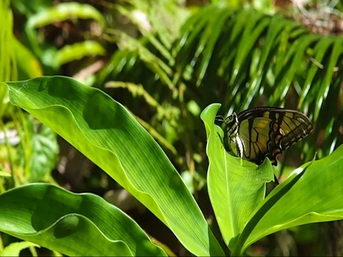 Video of an Eastern Swallowtail butterfly 8 Stock Footage 81621888