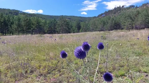 Video of Echinops latifolius commonly known as globe thistles Stock Footage 203926837