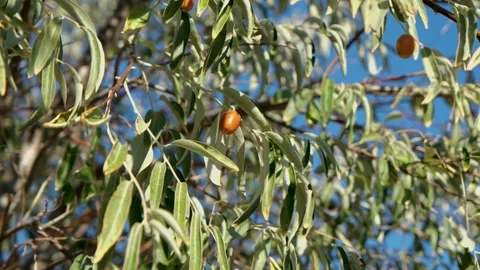 Video of of an Elaeagnus tree. A close-up view of fresh oleaster (Senjed) on Stock Footage 288907907