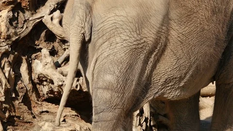 Video of elephant in 4K Stock Footage 79540006