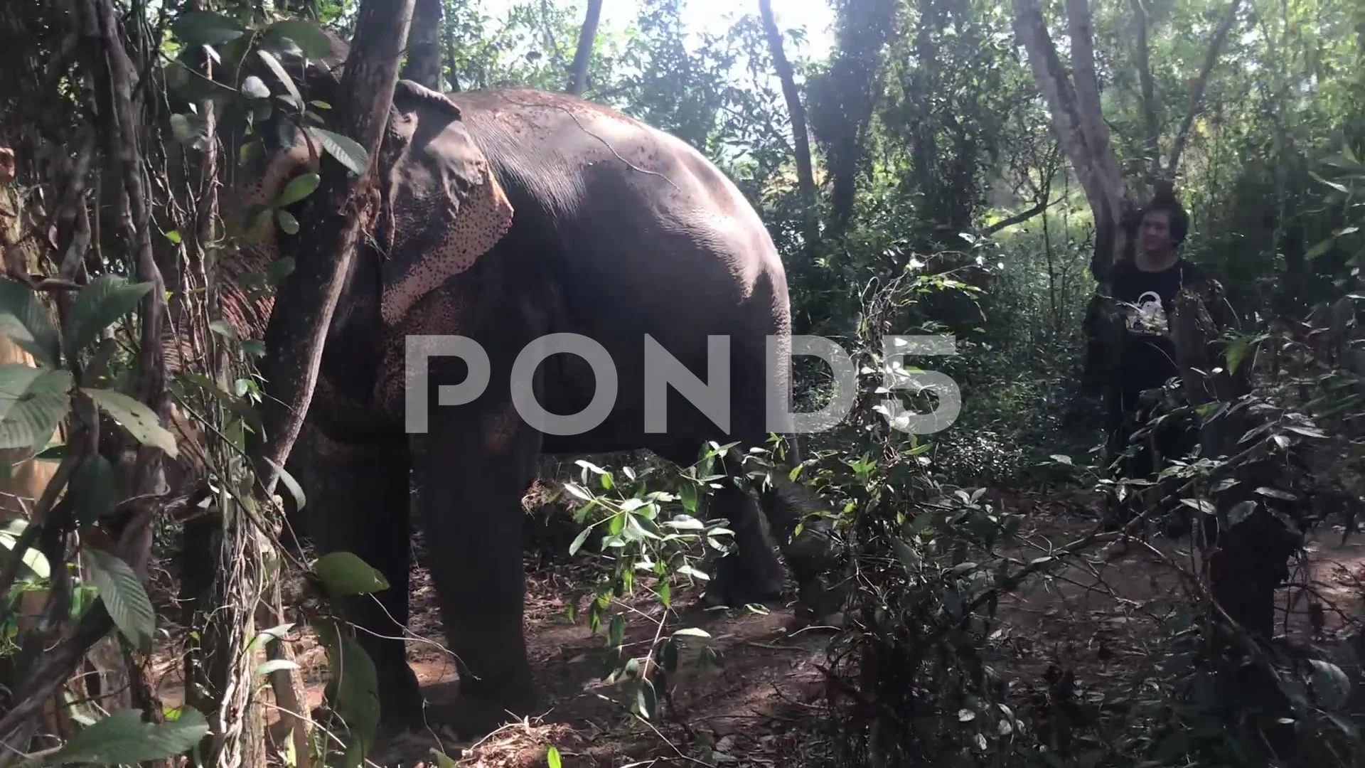 video of an elephant walking in the rainforests of phuket island in thailand