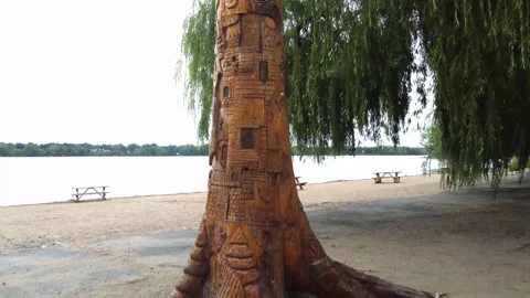 Video of the Enchanted tree on the beach of Laval-Ouest from bottom to top Stock Footage 256064561