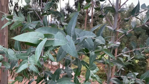 Video of the Eucalyptus tree. Concept of plants and trees. Stock Footage 256046207