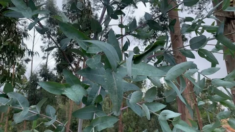 Video of the Eucalyptus tree. Concept of plants and trees. Stock Footage 256046209