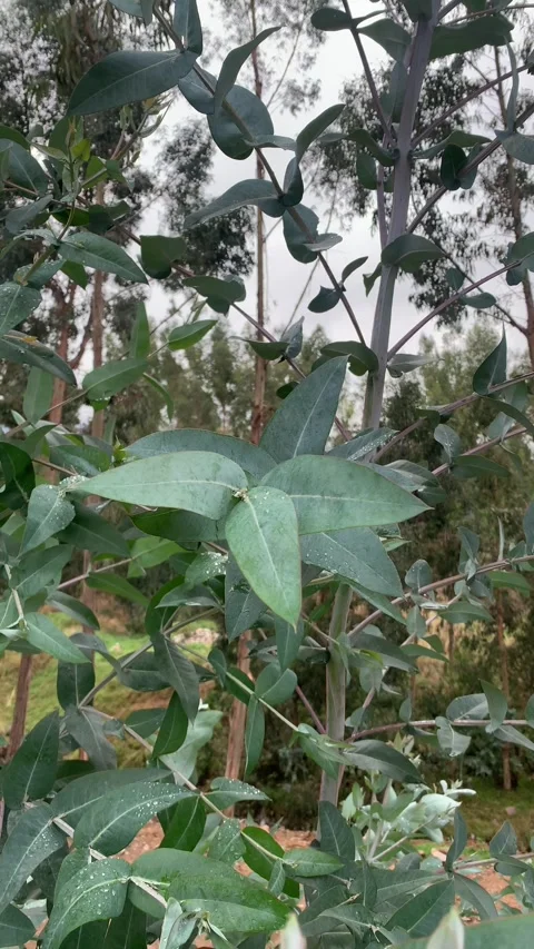 Video of the Eucalyptus tree. Concept of plants and trees. Stock Footage 256046214