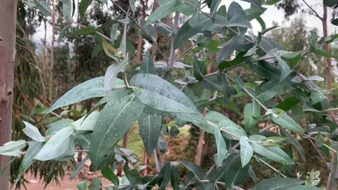 Video of the Eucalyptus tree. Concept of plants and trees. Stock Footage 256046244