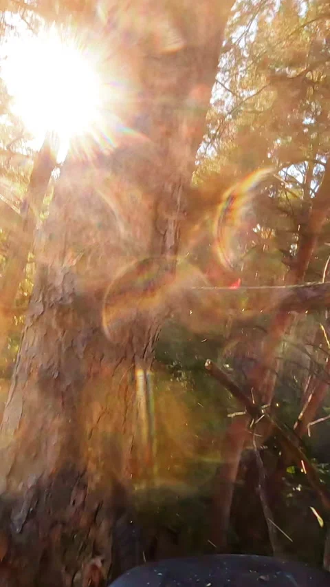 This video explores a haunting forest, revealing natures beauty Stock Footage 319610066