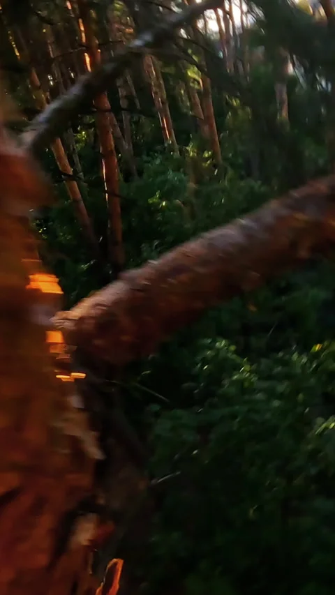 This video explores natures interplay with human impact and deforestation Stock Footage 319854524