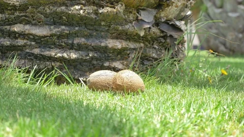 Video of falling coconut on the grass in 4K Stock Footage 78646745