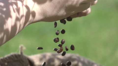 Video of falling coffee beans in real slow motion Stock Footage 75819008