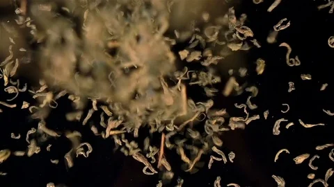 Video of falling green tea in real slow motion Stock Footage 78744706