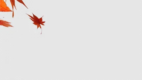 Video of falling leaves and screen transition 4k Stock Footage 319266173