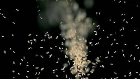 Video of falling rice in real slow motion Stock Footage 77676360