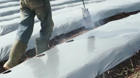 Video of a farmer making holes in plastic mulch Stock Footage 292634678