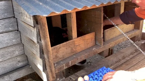 Video of a farmer picking eggs in the chicken shed by using his hands and a c Stock Footage