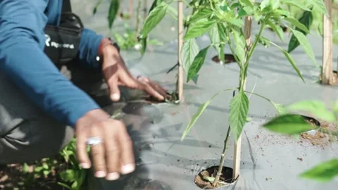 Video of farmer's hands weeding Stock Footage 292634568