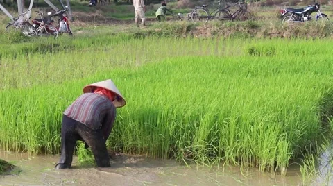 Video of farmers working on rice fields Stock Footage 58201083