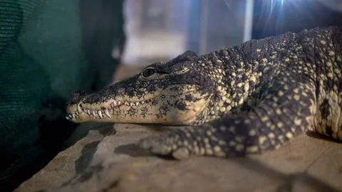 This video features a close-up shot of a crocodile resting peacefully Stock Footage 239380467