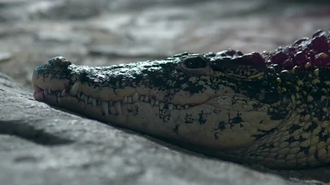 This video features a close-up shot of a crocodile resting peacefully Stock Footage 239380911