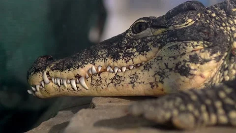 This video features a close-up shot of a crocodile resting peacefully in its Stock Footage 239381057