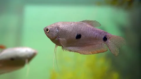 This video features a close-up shot of a Gourami fish in an aquarium. Stock Footage 239380374