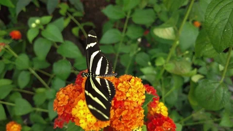Video features a lone Zebra Longwing butterfly Heliconius charithonia Stock Footage 172434119