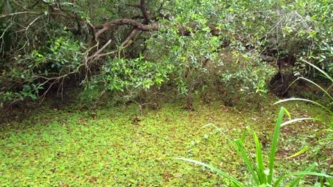 This video features a lush, tranquil view of a dense forest floor covered in a Video stock 331042935