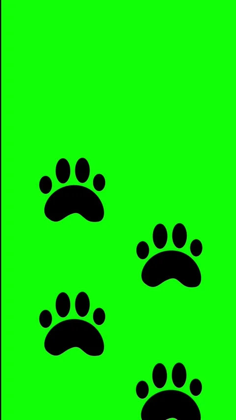 This video features a repeating pattern of black paw prints on a green back.. Stock Footage 340538013