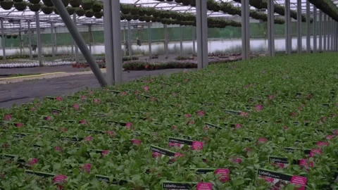 The video features rows of lobelia flower seedlings growing in a greenhouse Stock Footage 277114964