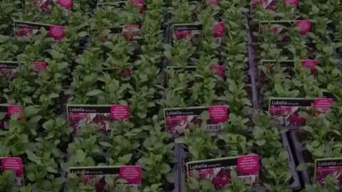 The video features rows of lobelia flower seedlings growing in a greenhouse Stock Footage 277115103