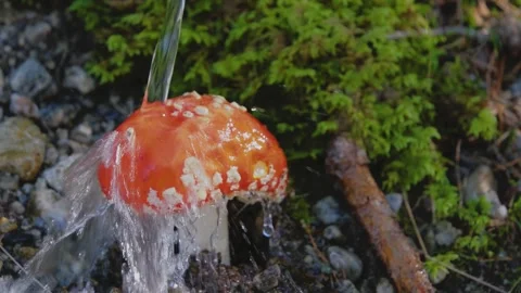 This video features a slow motion close-up of a Fly Amanita mushroom. Stock Footage 252210491