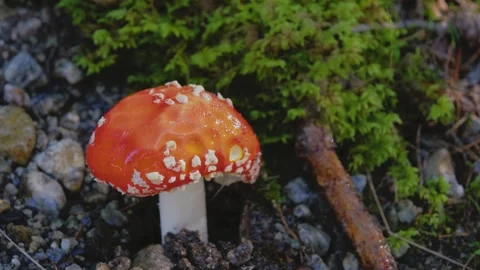 This video features a slow motion close-up of a Fly Amanita mushroom. Video stock 252763493