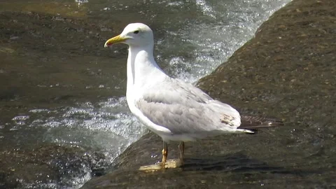 Video featuring a seagull on the Sasar River in Baia Mare, Romania Stock Footage 336626659