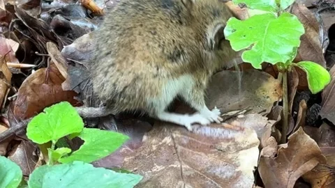 Video of a Field Mouse Stock Footage 282705297