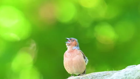 A video of a finch singing Stock Footage 335027753