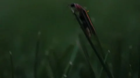 A video of a firefly lighting up Vidéo 233684940