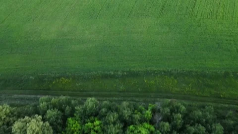 Video of a flight from a green field to a deciduous forest Stock Footage 165447259