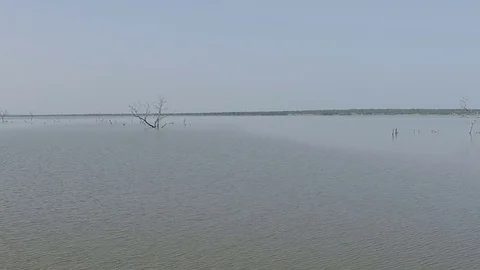 Video of a flood. Some dead trees emerge from the water. Video about nature Stock Footage 71148573