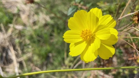 Video of flower moving with the wind Peruvian zinnia or mexican zinnia flow.. Stock Footage 252410558