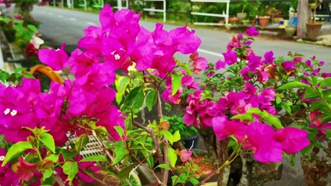 Video flower on the tree Stock Footage 148311448