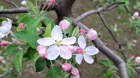 Video with flowering apple tree in the spring. 4K Stock Footage 307003868
