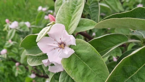 Video with flowering Quince tree in the spring. Cydonia oblonga. 4K Stock Footage 308323016