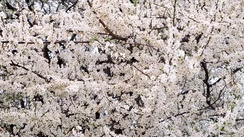 Video with flowering tree in spring. White tree in Romania Stock Footage 304871303