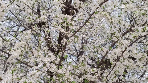 Video with flowering tree in spring. White tree in Romania Stock Footage 305092662