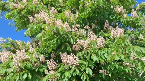 Video with flowering wild chestnut tree. Aesculus hippocastanum Stock Footage 307851612